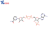 烟酰胺腺嘌呤双核苷酸磷酸盐（NADP），辅酶 II 
