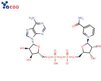 烟酰胺腺嘌呤双核苷酸（NAD）
