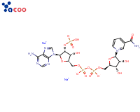 beta-烟酰胺腺嘌呤二核苷酸磷酸二钠盐 （NADP-2Na）
