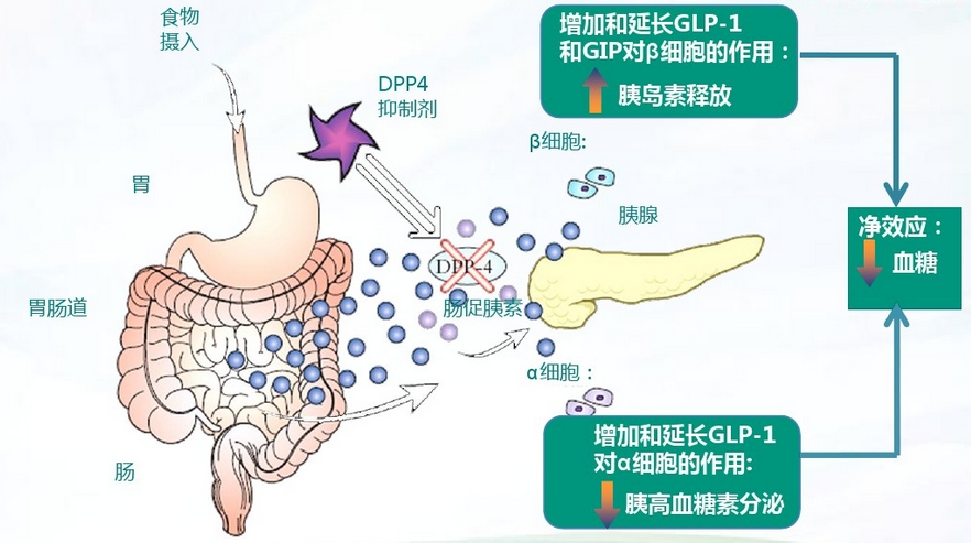 dpp-4抑制剂的降糖机制及药物种类