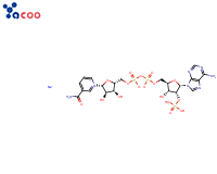 β-烟酰胺腺嘌呤二核苷酸磷酸钠盐（NADP-Na）
