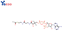 Acetyl coenzyme A sodium salt
