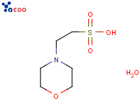 2-Morpholinoethanesulfonic acid, monohydrate
