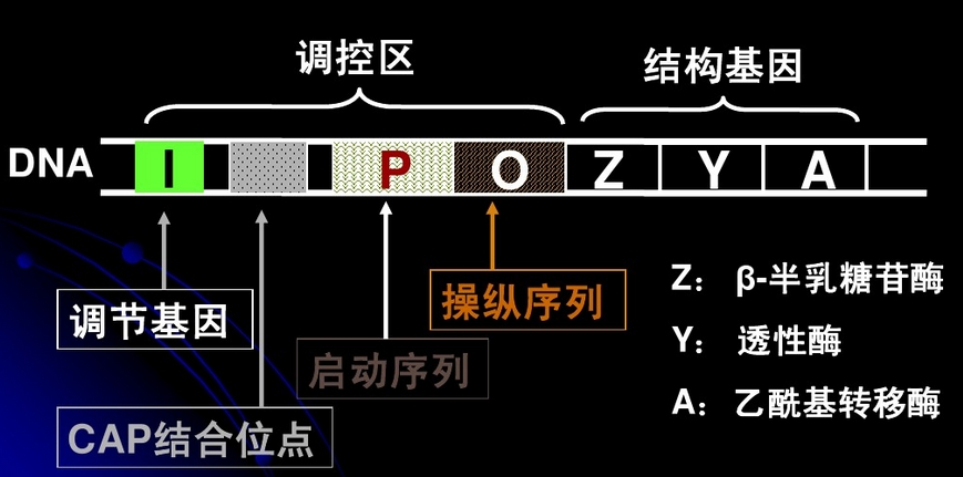 IPTG作用