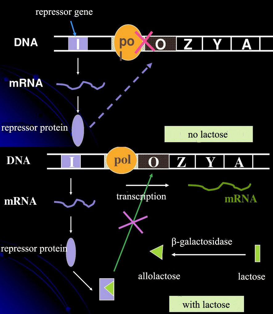 the role of iptg is same with allolactose, it is a highly potent