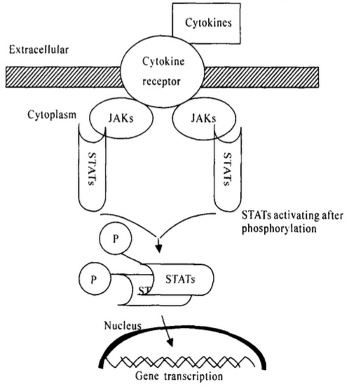 JAK-STAT