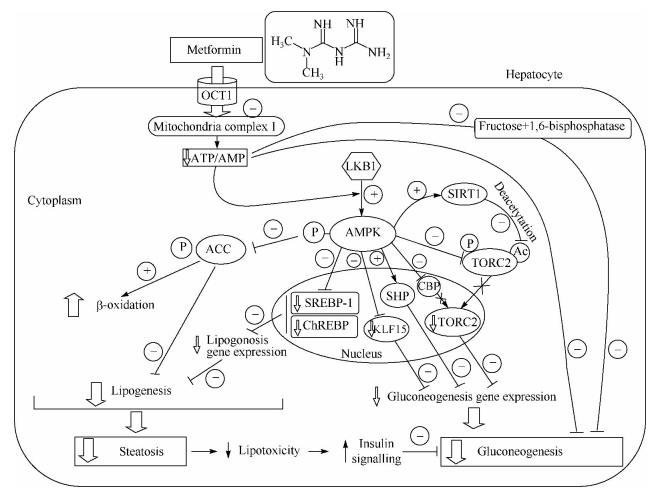 The hypoglycemic mechanism of metformin